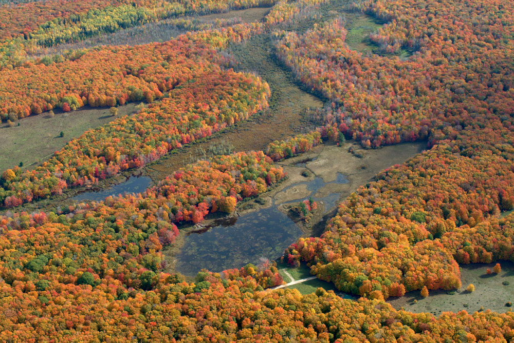 CMU Miller's Marsh Fall #1