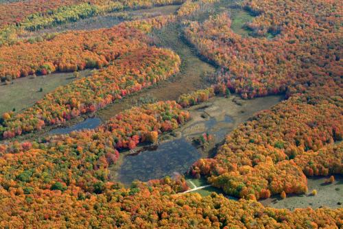 CMU Miller's Marsh Fall #1