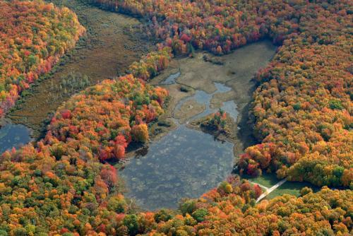 CMU Miller's Marsh Fall #3
